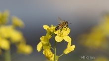 Abflug von der Rapsblüte