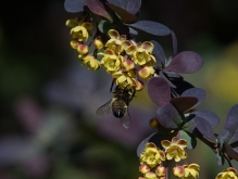 Abhängen an der Berberis