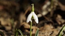 Abhängen im Frühling