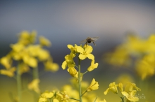 Abschied vom Bienen Model