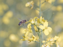 Anflug zur Rapsblüte