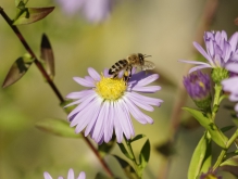 Auf zur nächsten Aster