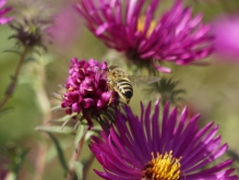 Auf zur nächsten Asternblüte