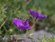 Auf zur nächsten Blüte