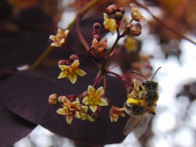 Berberisblüte mit Biene