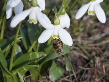 Biene am Schneeglöckchen