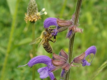 Biene am Wiesensalbei