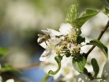 Biene an Apfelblüte