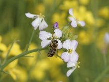 Biene an Kreuzblütler
