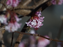 Biene an Winterschneebalblüte-2