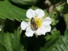 Biene auf Erdbeerblüte