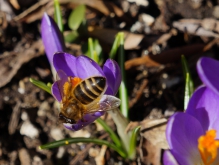 Biene auf kleinen Krokus