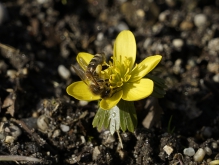 Biene auf kleinen Winterling