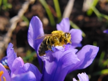 Biene auf Krokus