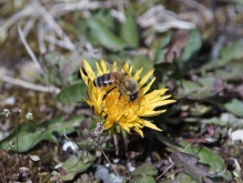 Biene auf Löwenzahn