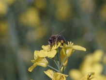 Biene auf Rapsblüte