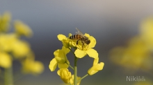 Biene auf Rapsblüte