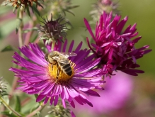 Biene auf rosa Asternblüte