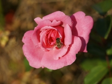 Biene auf Rose im Oktober