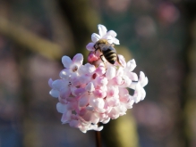 Biene auf Schneeball