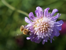 Biene auf Sommerblüte