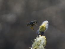 Biene beim Anflug vom Palmkätzchen