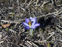 Biene im Elfenkrokus