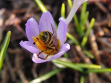 Biene im Krokus