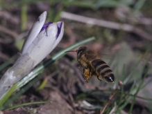 Biene im Tiefflug