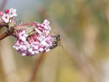 Biene im Vorfrühling