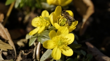 Biene im Winterlingstrio