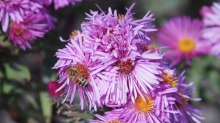 Biene in Asternblüten