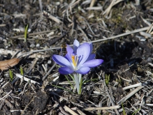 Biene über Elfenkrokus