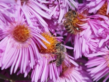 Bienen
