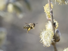 Bienenflug zum Palmkätzchen