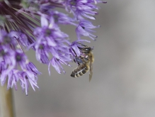 Bienenfreude