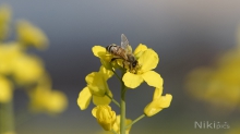 Die verlockende Rapsblüte