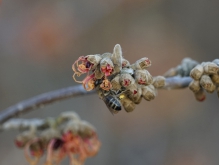 Erste Necktarsuche der Biene