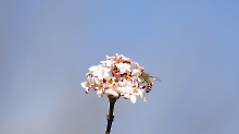 Fleißige Biene im Januar