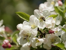 Fleißiges Bienenduo