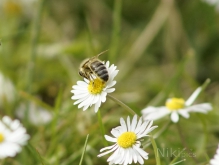 Gänsblümchen mit Biene