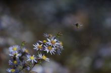 Herbstpollen hamstern