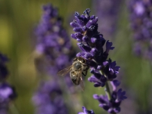 Hmm lecker Lavendel