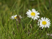 Hoch aufs Gänseblümchen