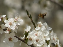 Bienen