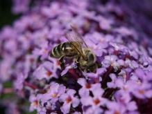 Kopfüber in den Sommerflieder