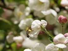 Leckere Apfelblüte