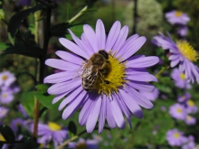 Mitten auf der Herbstaster