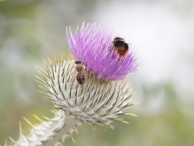 Nektarparadies Distelblüte