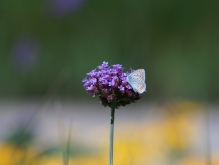 Bläuling auf lila Blüten